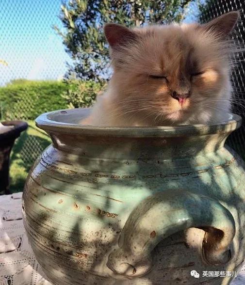 老佛爷的猫继承多少遗产,老佛爷去世后财产留给了一只猫