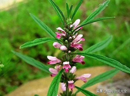 野草草药有什么用处,农村草药治疗白癜风的野草图