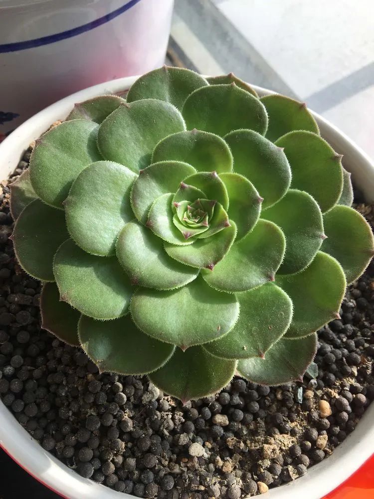 2021牛转乾坤砥砺前行,2021年牛转乾坤时来运转