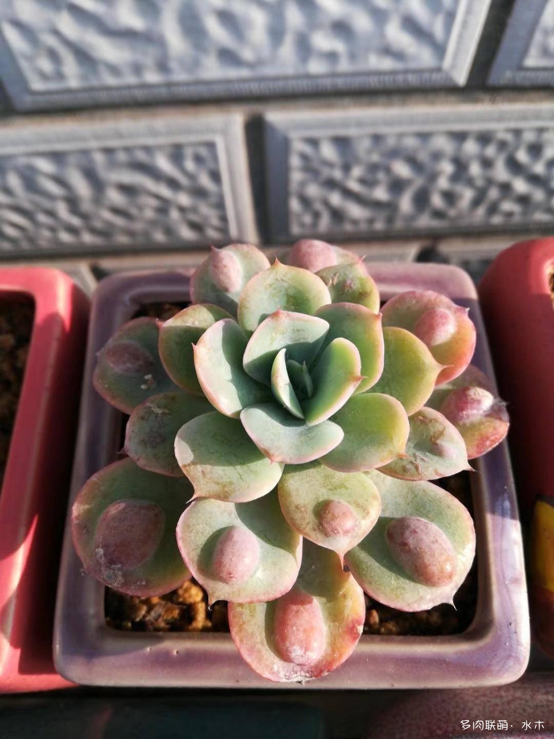 才两个月，多肉的颜值就被夏天偷走了