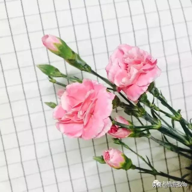 送给老师教师节礼物康乃馨,康乃馨教师节祝福语简短10字