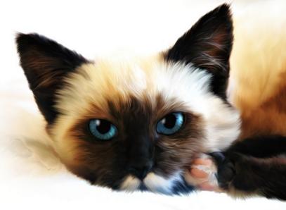 新手养猫可以养暹罗猫吗,养猫新手指南暹罗猫