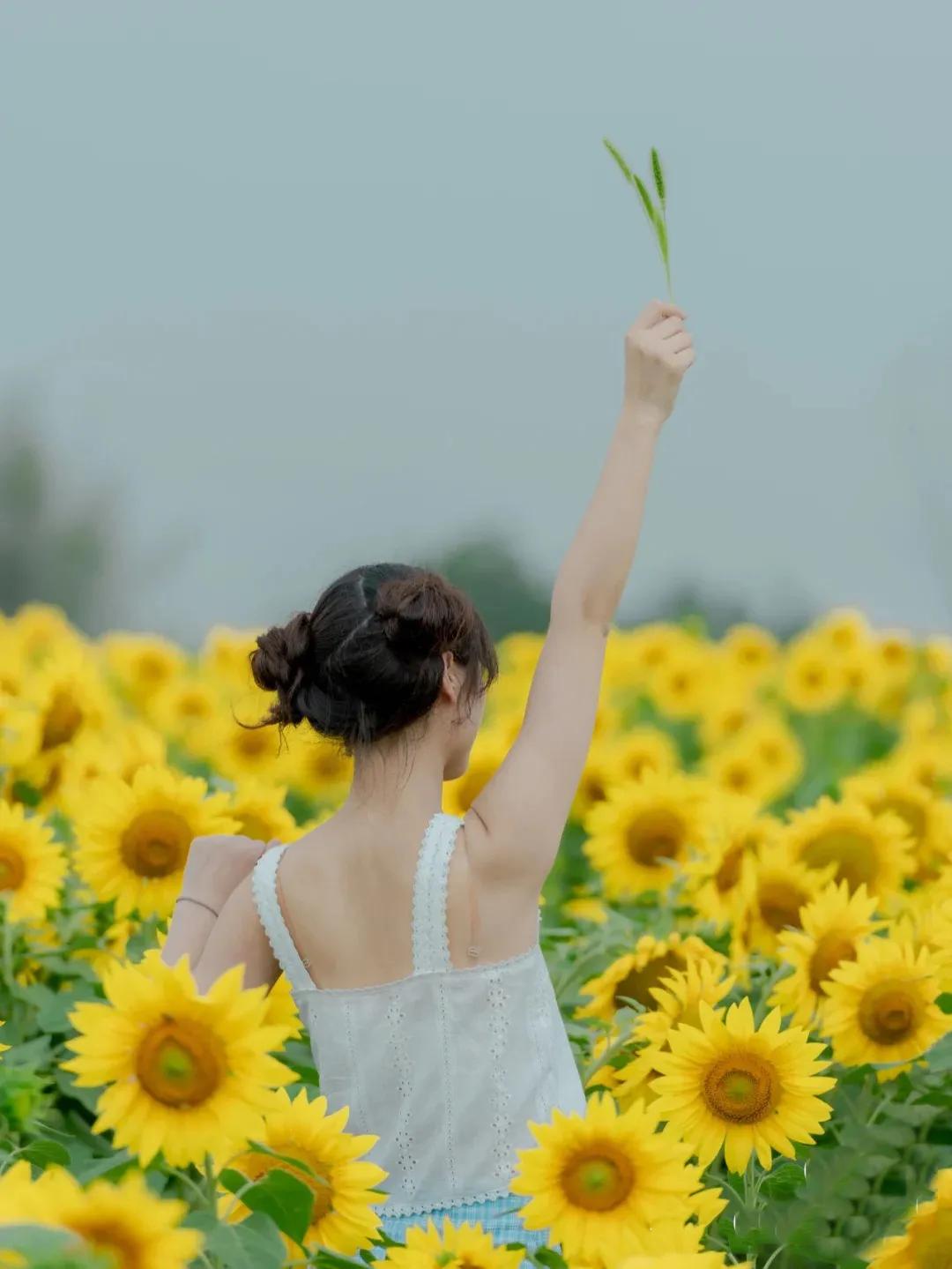 向日葵花海景点成都双流,双流周边向日葵景区在哪里