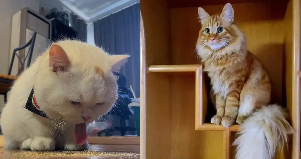 新领养猫不吃怎么办,新领养的小猫不吃猫粮怎么办