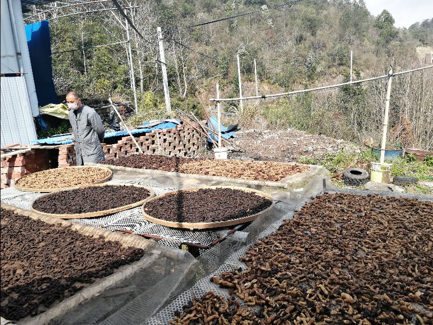 四明山哪座山上有黄精,四明山哪里有山黄精