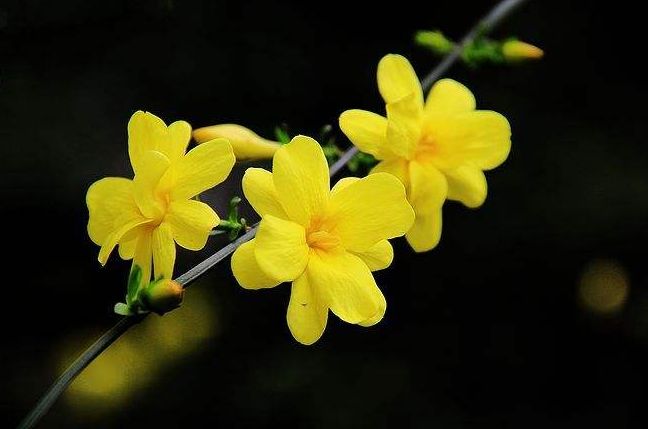 迎春花开的原创诗词,迎春花开诗词大全