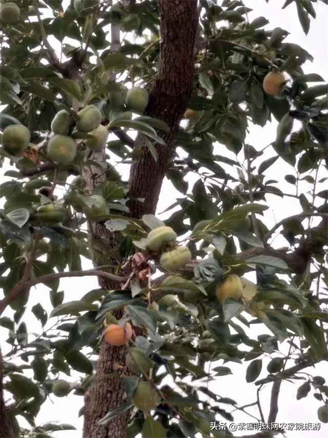 回民小穆,蓟县九山顶有几家回民清真农家院