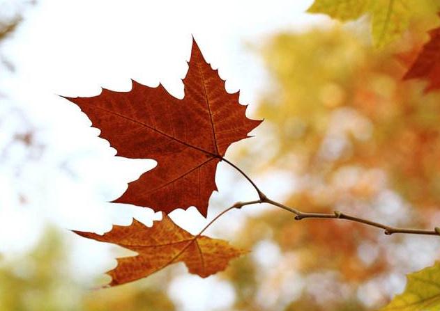 洋梨焦糖蛋糕做法,秋天的第一个蛋糕制作教程