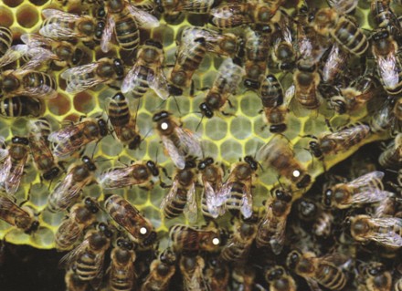 蜜蜂的八大未解之谜！诺贝尔奖获得者揭开了其中一个