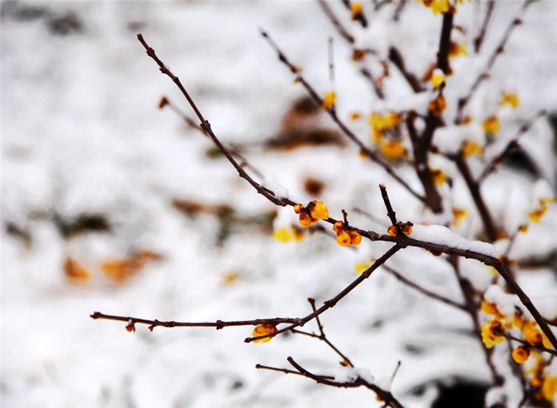 湖州晚报丨老梅虬影亦芳华