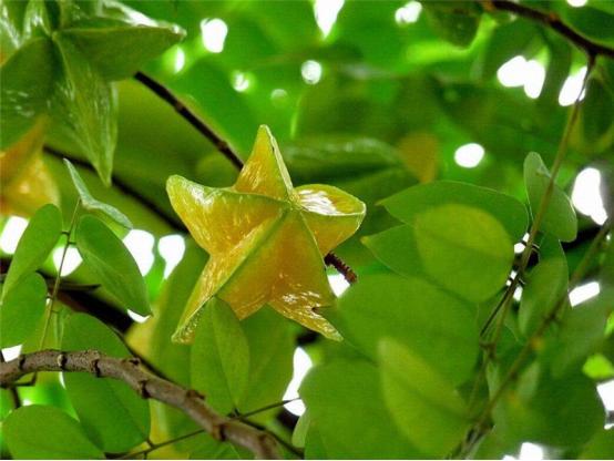 三年树的杨桃怎么样管理,杨桃管理技巧视频