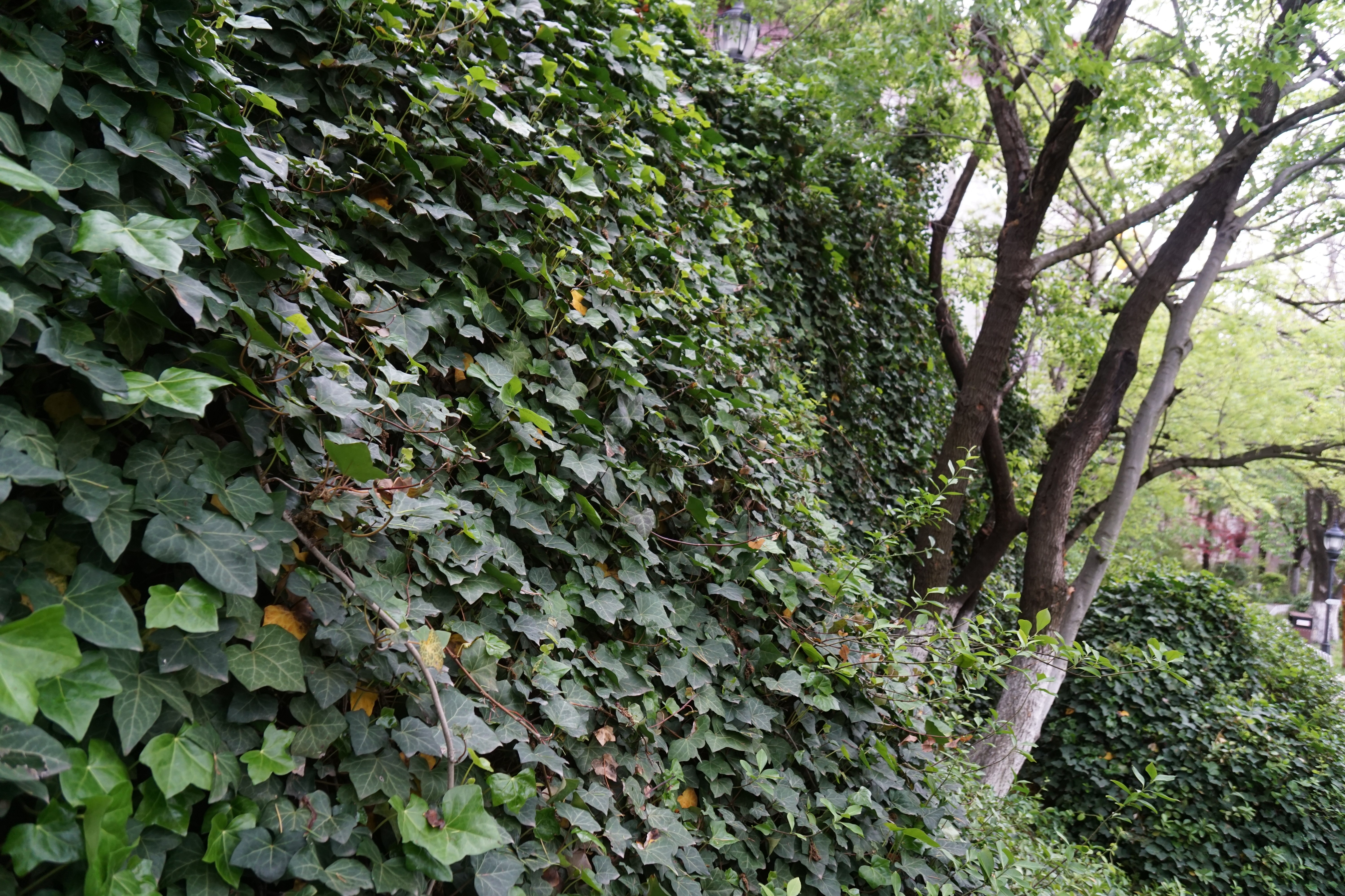 谁为《威海卫》谱曲（20-169）