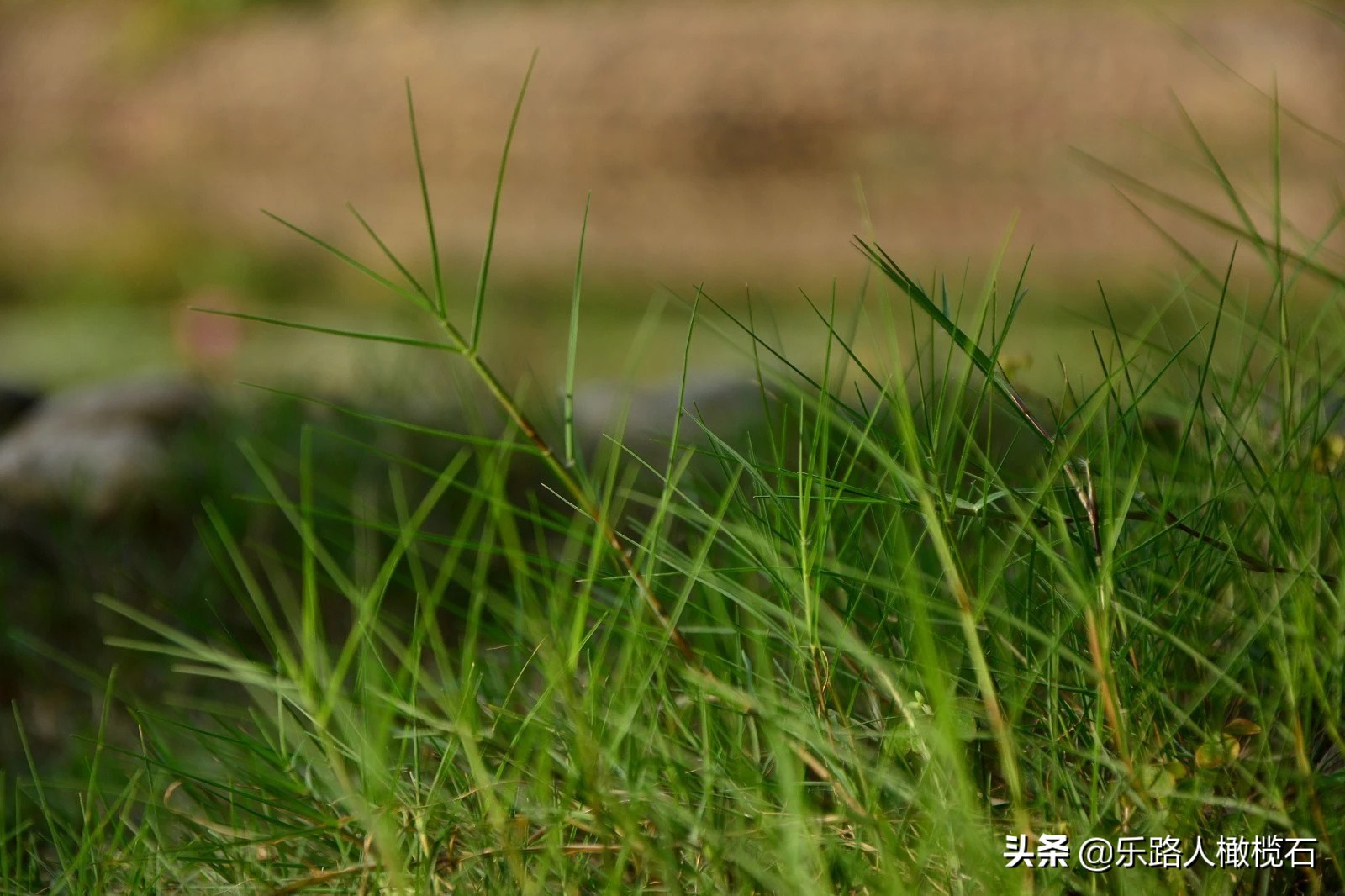 深圳园博园有什么好玩的,深圳园博园旅游指南