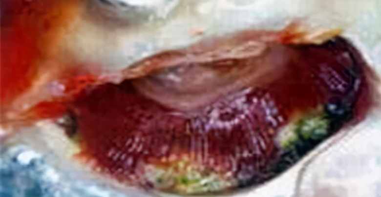 龙鱼疾病治疗视频,龙鱼常见病100种