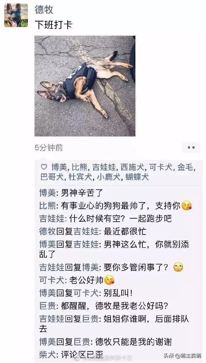 狗狗如何拟人化,狗行为拟人化
