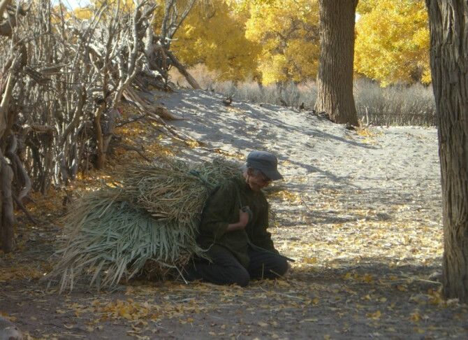 成都到额济纳旗五日游,南京到额济纳旗旅游攻略
