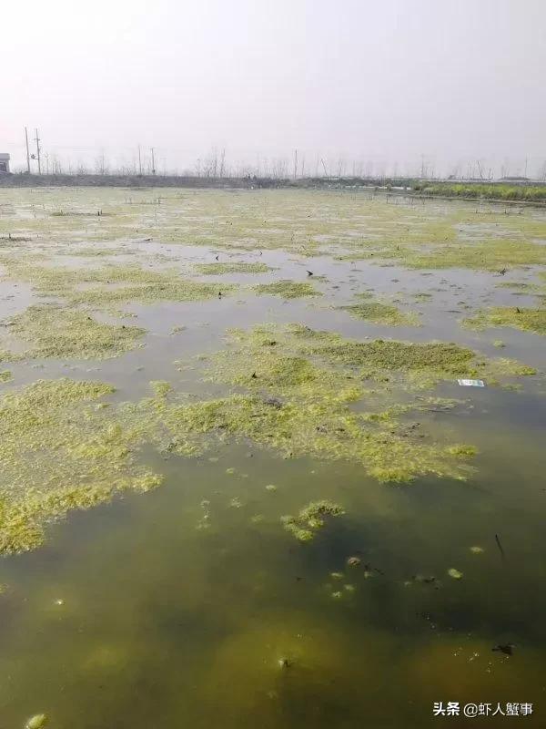 冬天小龙虾池塘青苔太多怎样清除,小龙虾养殖期间水发红怎么办