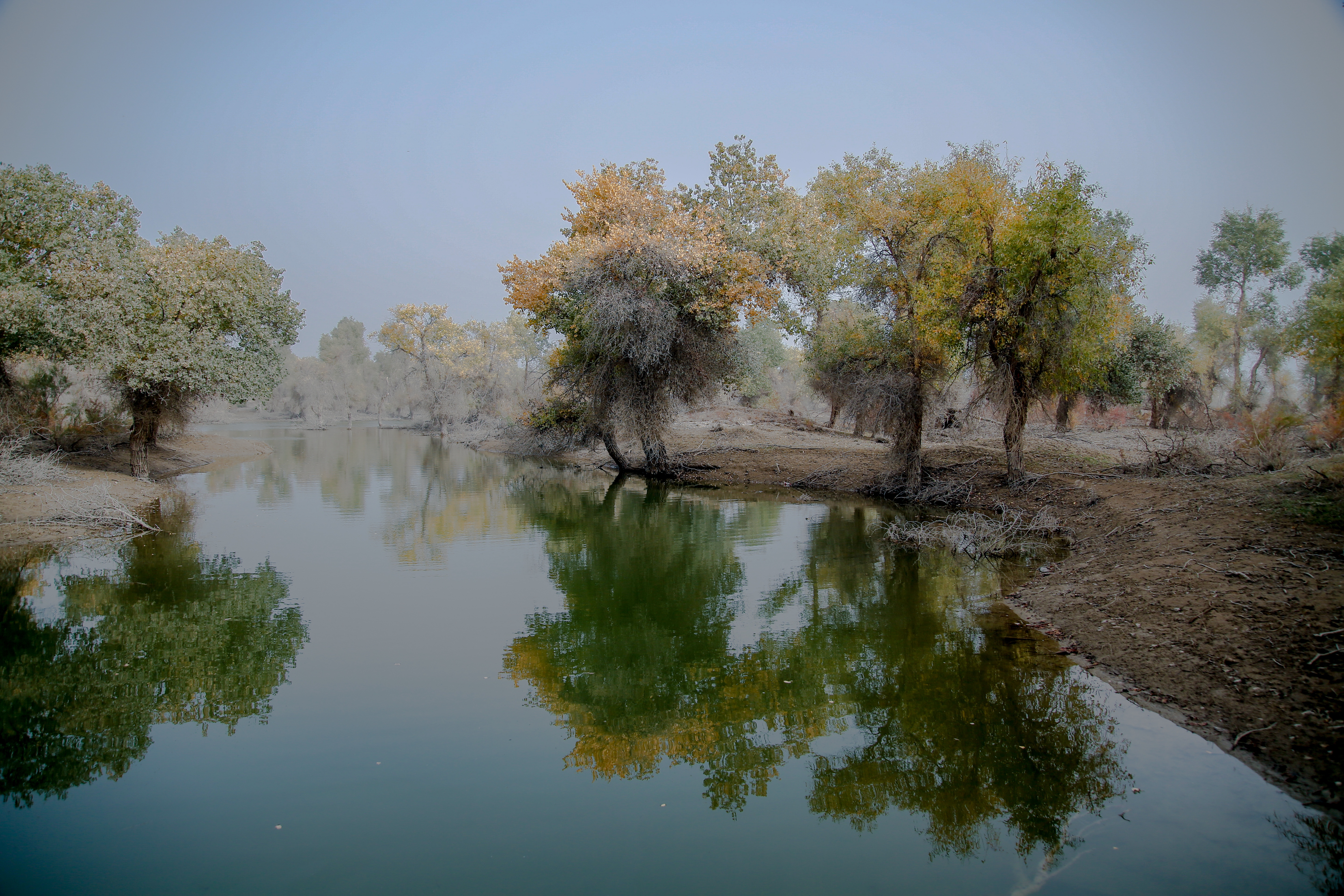 沙雅冬天的胡杨,沙雅胡杨秋天