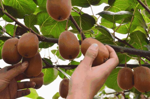 园林修剪的树枝怎么处理,园林树木修剪的五种基本方法