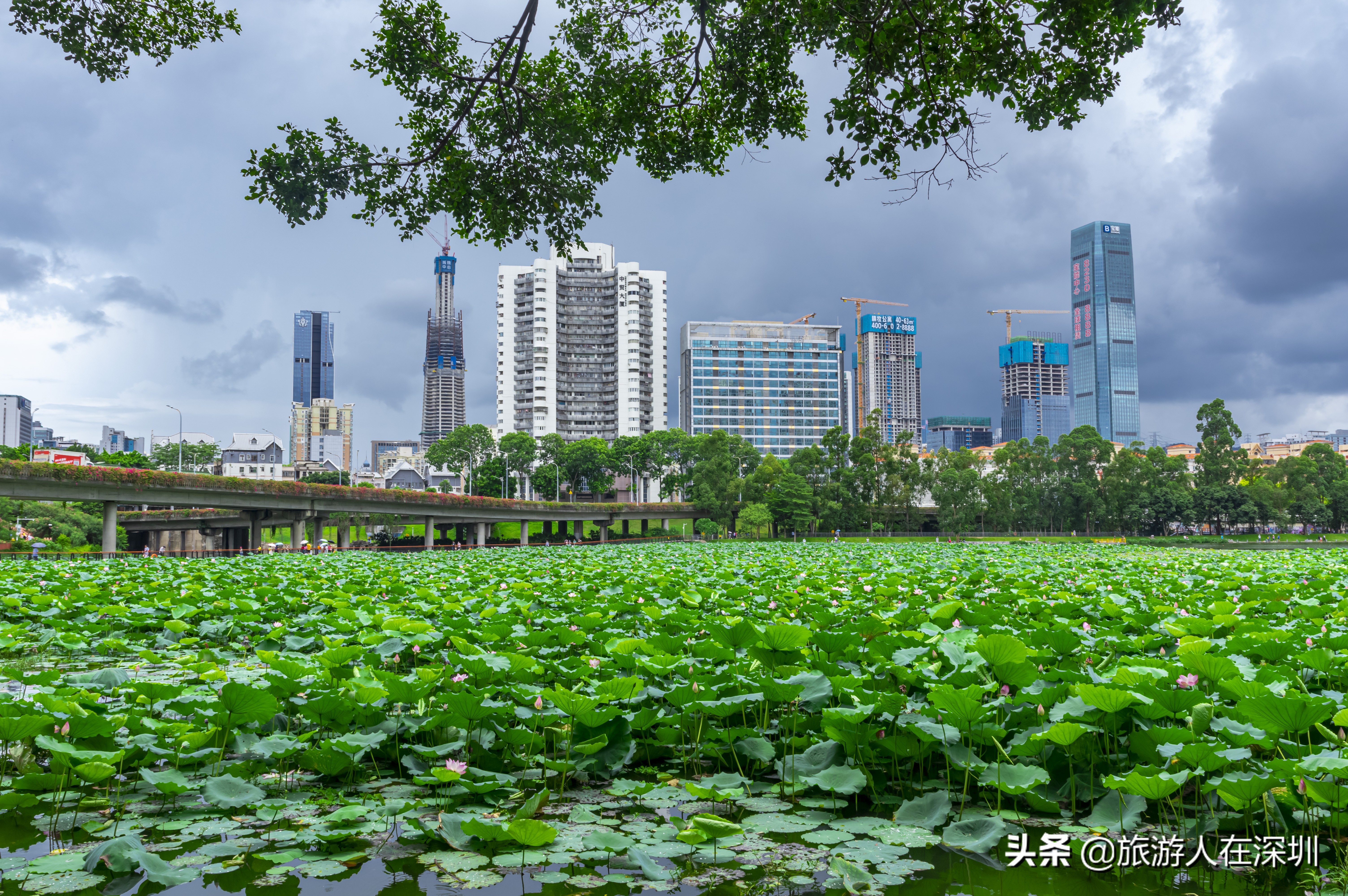 实拍深圳洪湖公园,深圳洪湖公园游玩攻略图