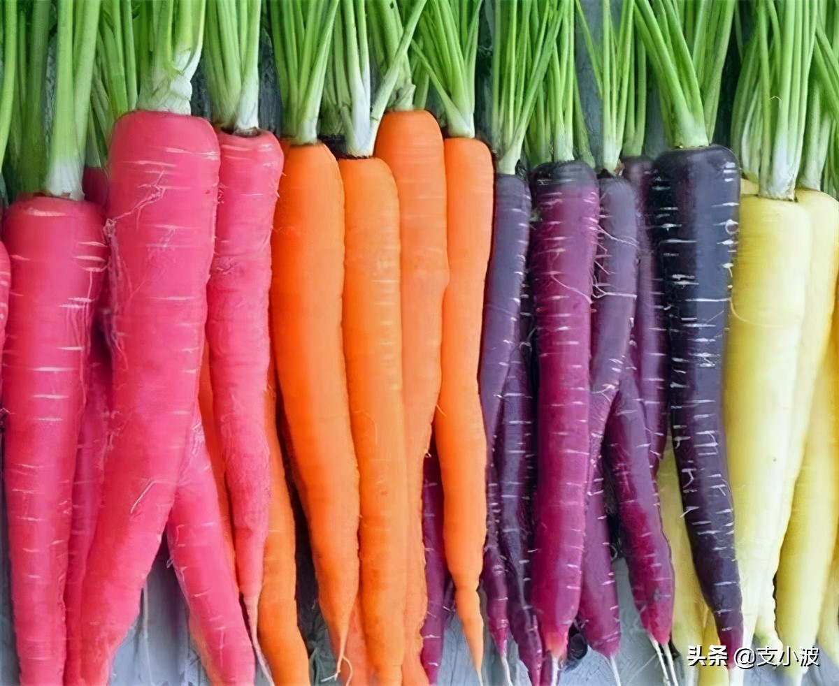 欧洲荷兰真实生活冷知识,荷兰阿姆斯特丹的冷知识