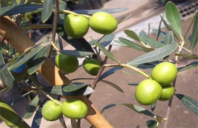 橄榄梢怎么管理,橄榄种植管理技术视频