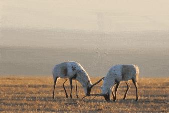 可可西里沙漠吞噬片段,可可西里的腹地有多可怕