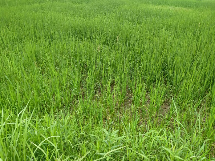 为什么减产,谷瘟病导致谷子大面积绝收怎么办