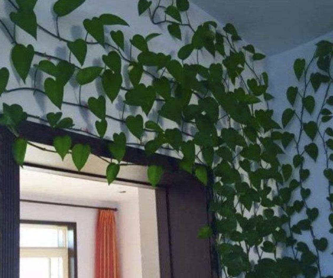 陈大妈养了“2种花”，养护10个月，枝叶开始“爬上墙”，美！