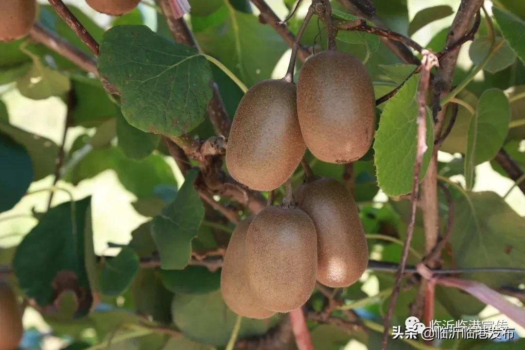 盘它！又甜又润的VC小*弹炸**！临港“甜猕”之旅出发~