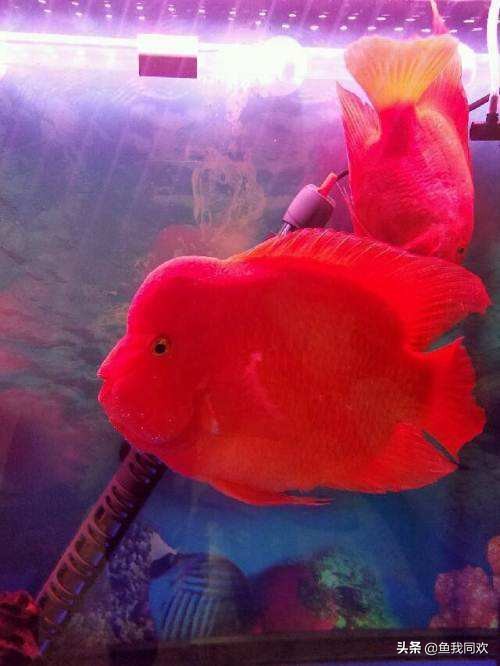 鹦鹉财神鱼喂什么食物,鹦鹉财神鱼如何饲养