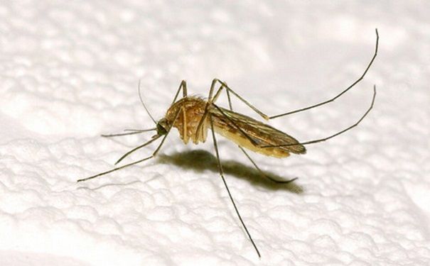 雄蚊与雌蚊爱爱一次可以终身产卵，太恐怖了