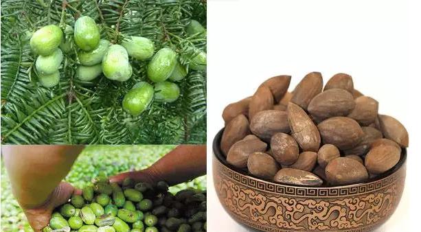 诸暨特产香榧营养价值,香榧果有哪些营养价值