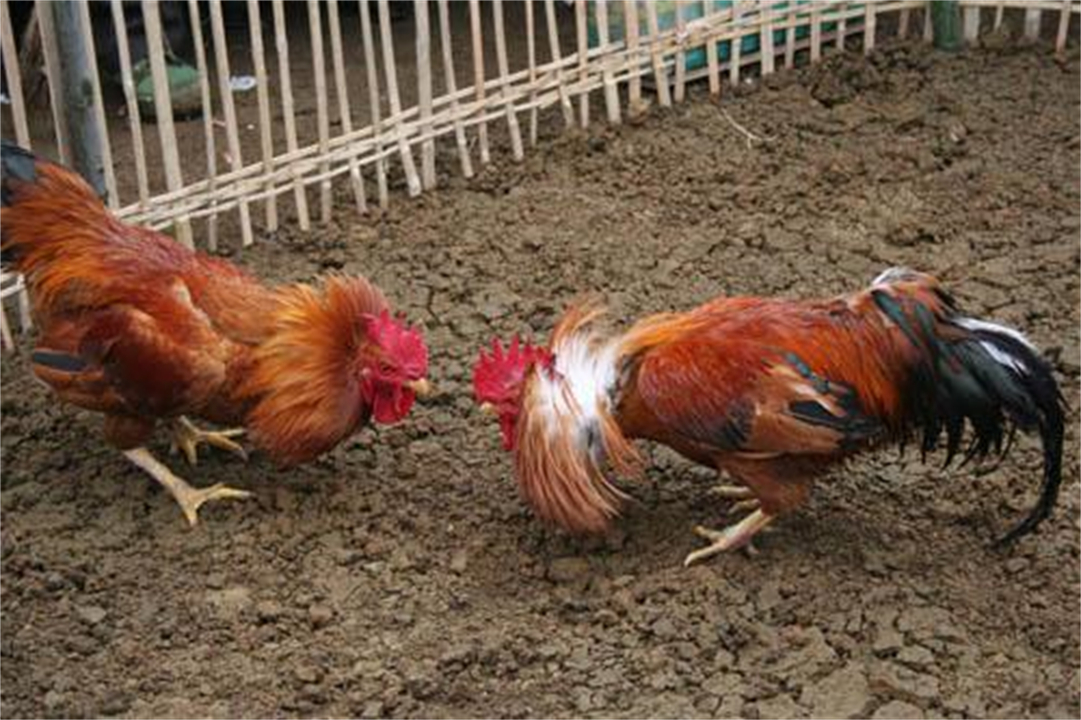 大公鸡可是蜈蚣的克星,大公鸡为什么吃了蜈蚣就要啄人