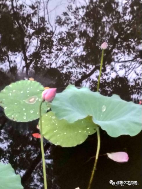 中华诗影大课堂,中华诗影艺术