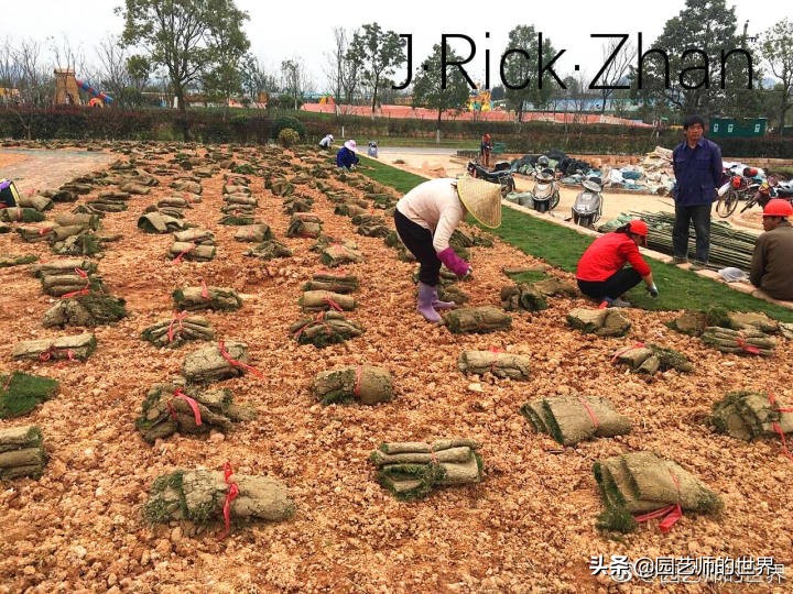 果岭草坪的种植养护方法及技巧,怎么种植一个可以躺的草坪