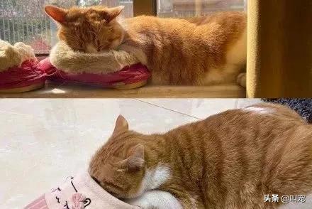 人的脚气会传染猫癣吗,脚气对猫的危害