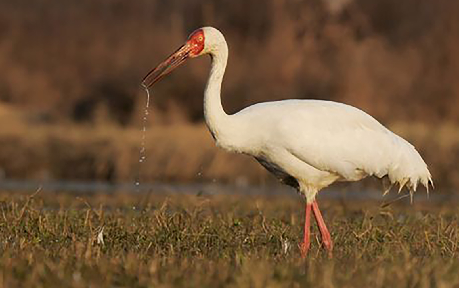 广东常见鸟类图谱图文,广东常见鸟类图谱