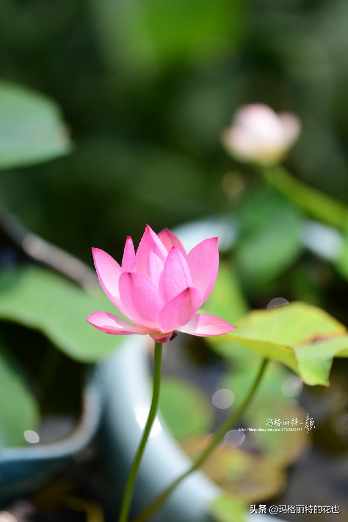 碗莲需要重复种植吗,碗莲种植不容易