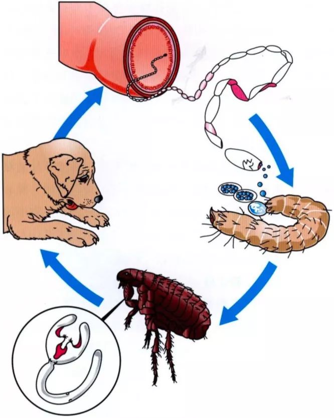 用了博来恩还要内驱吗,博来恩猫外驱