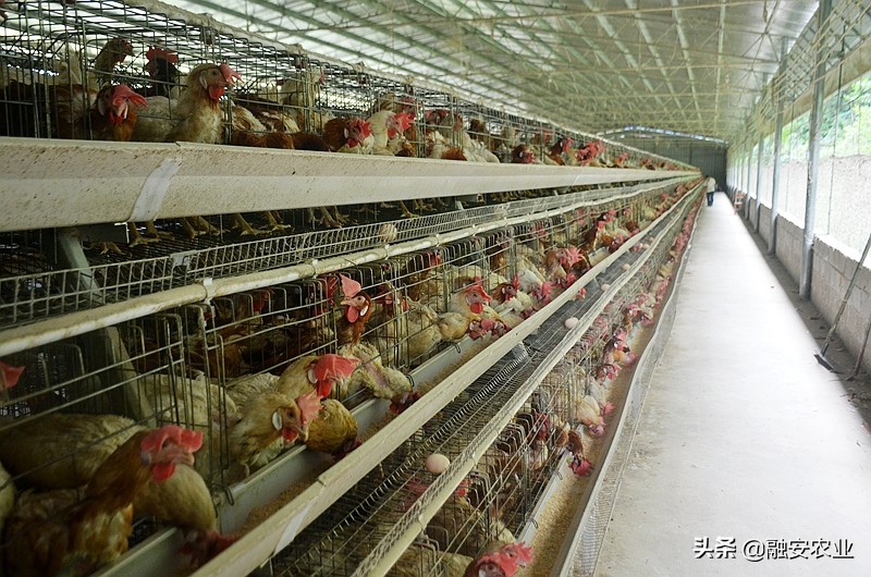 融安县开展2021年动物产品质量安全监督抽检工作