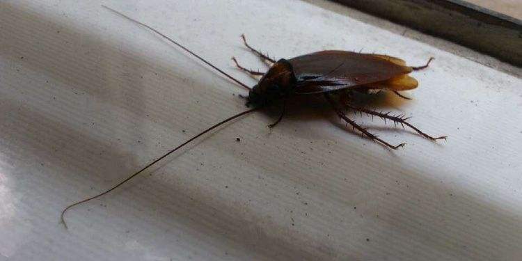 家里有蟑螂怎样能彻底消灭掉,家里有一只蟑螂怎么才能彻底清除