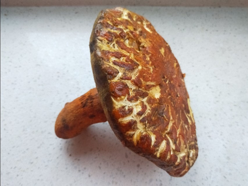 很多不同种类的蘑菇怎么做好吃,蘑菇怎么吃又白又好吃