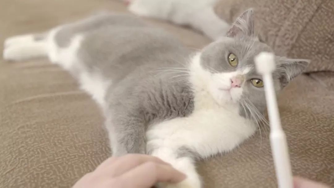 猫咪刷牙怎么做,猫咪刷牙正确教程