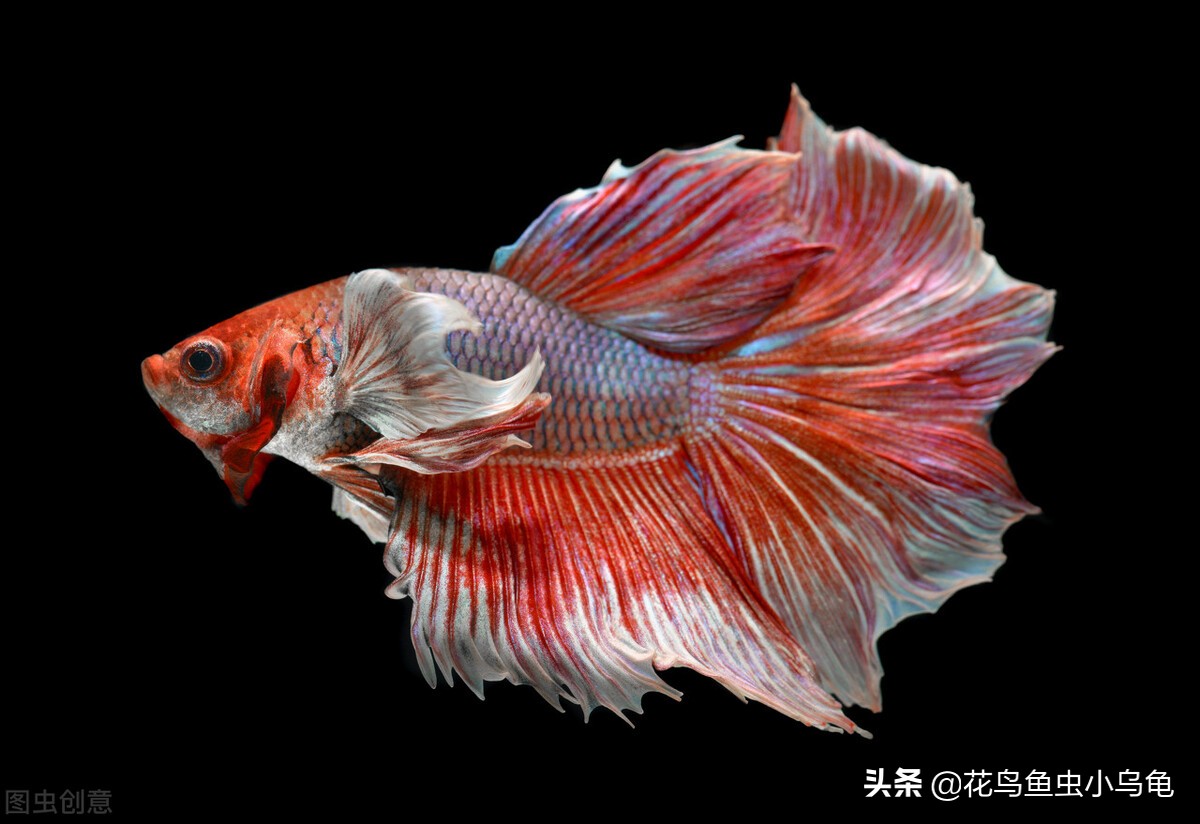 斗鱼要怎么养才能养得又大又漂亮,斗鱼怎么养才好看又好养活