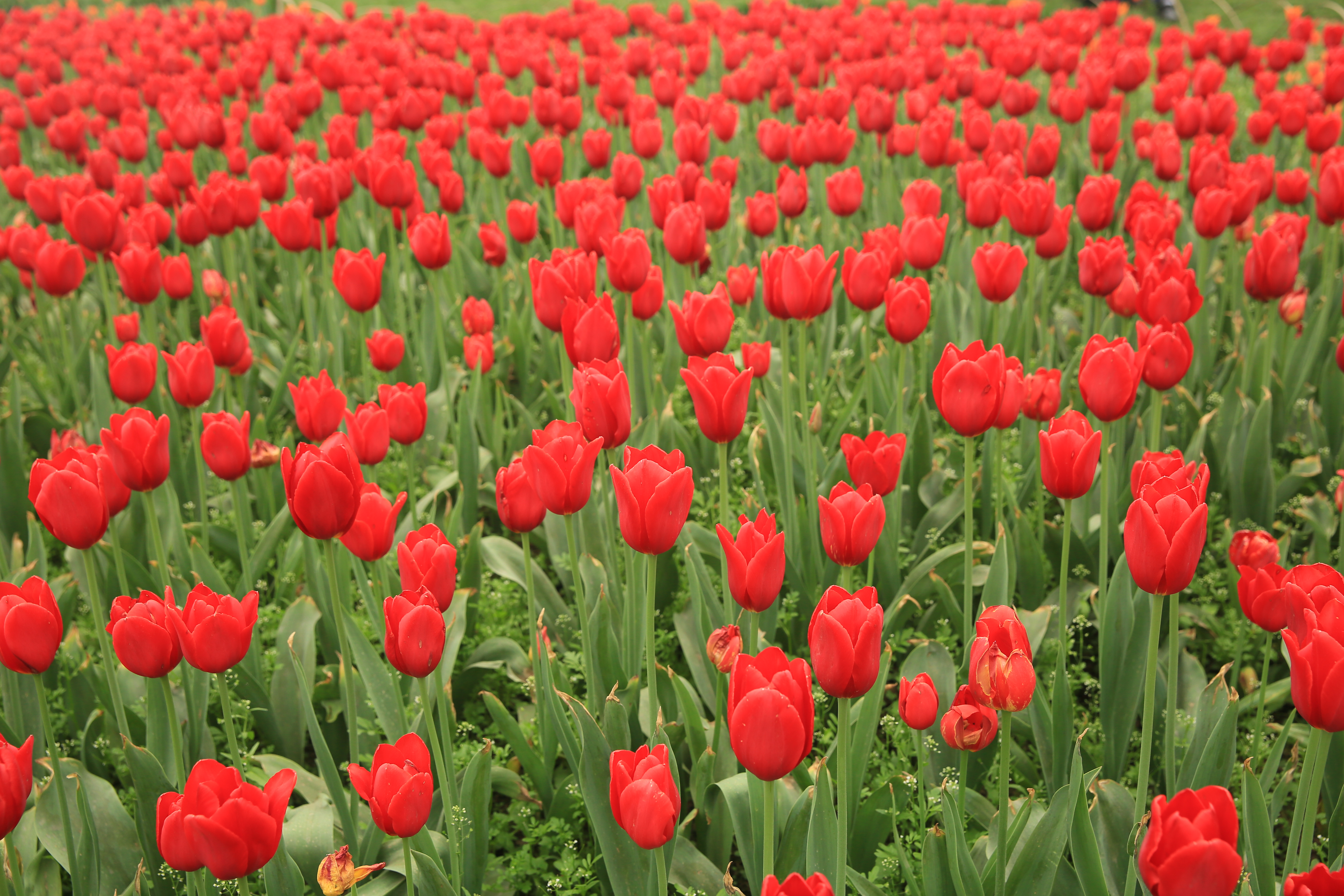 钂叉睙鐭宠薄婀栧ソ鐜╀笉,钂叉睙鐭宠薄婀栧ソ鑰嶅悧