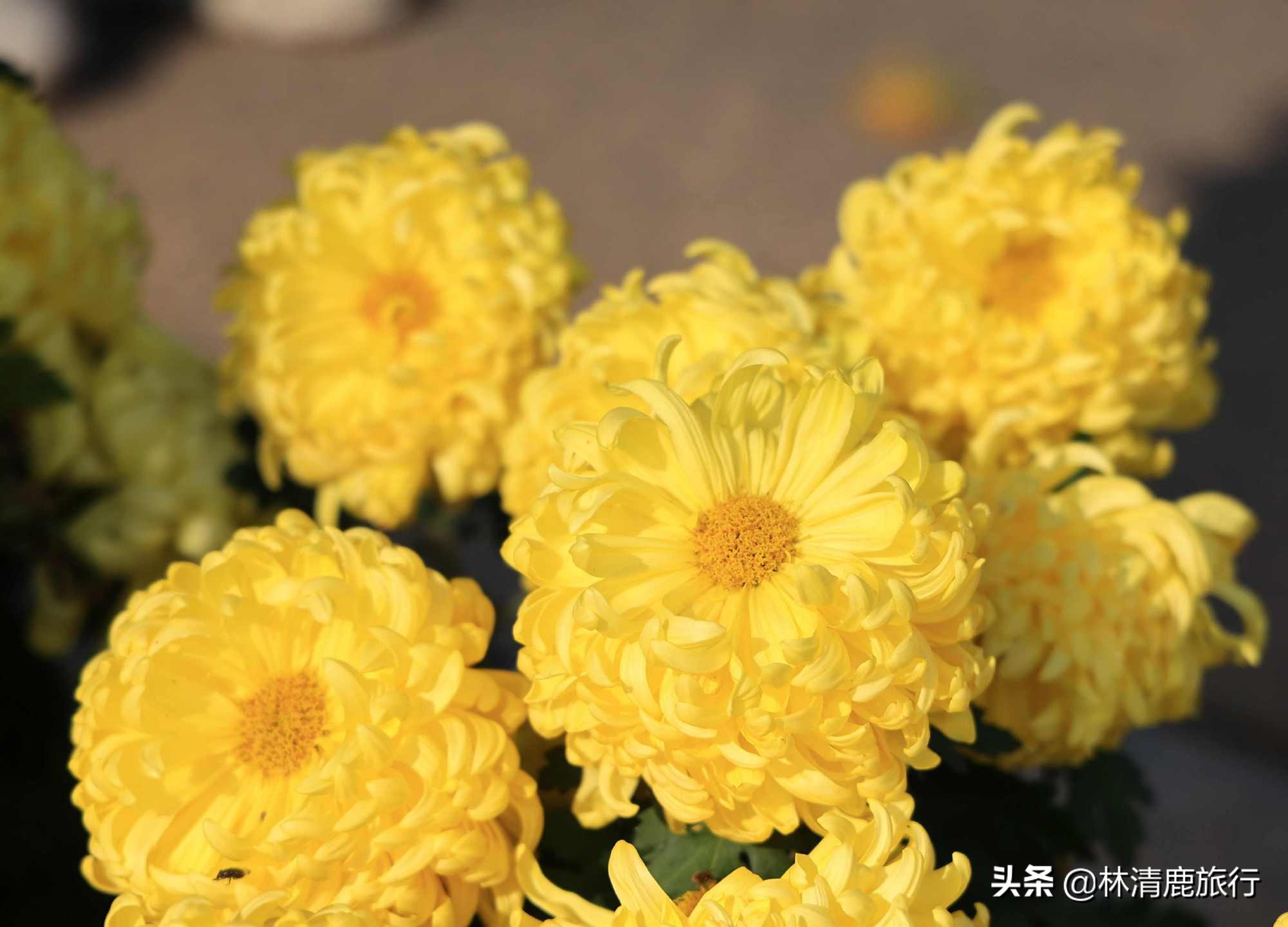 离郑州最近银杏园赏秋,郑州银杏惊艳了秋天