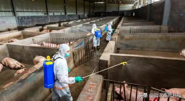 是什么原因引起非瘟,怎么消灭非瘟最有效的方法