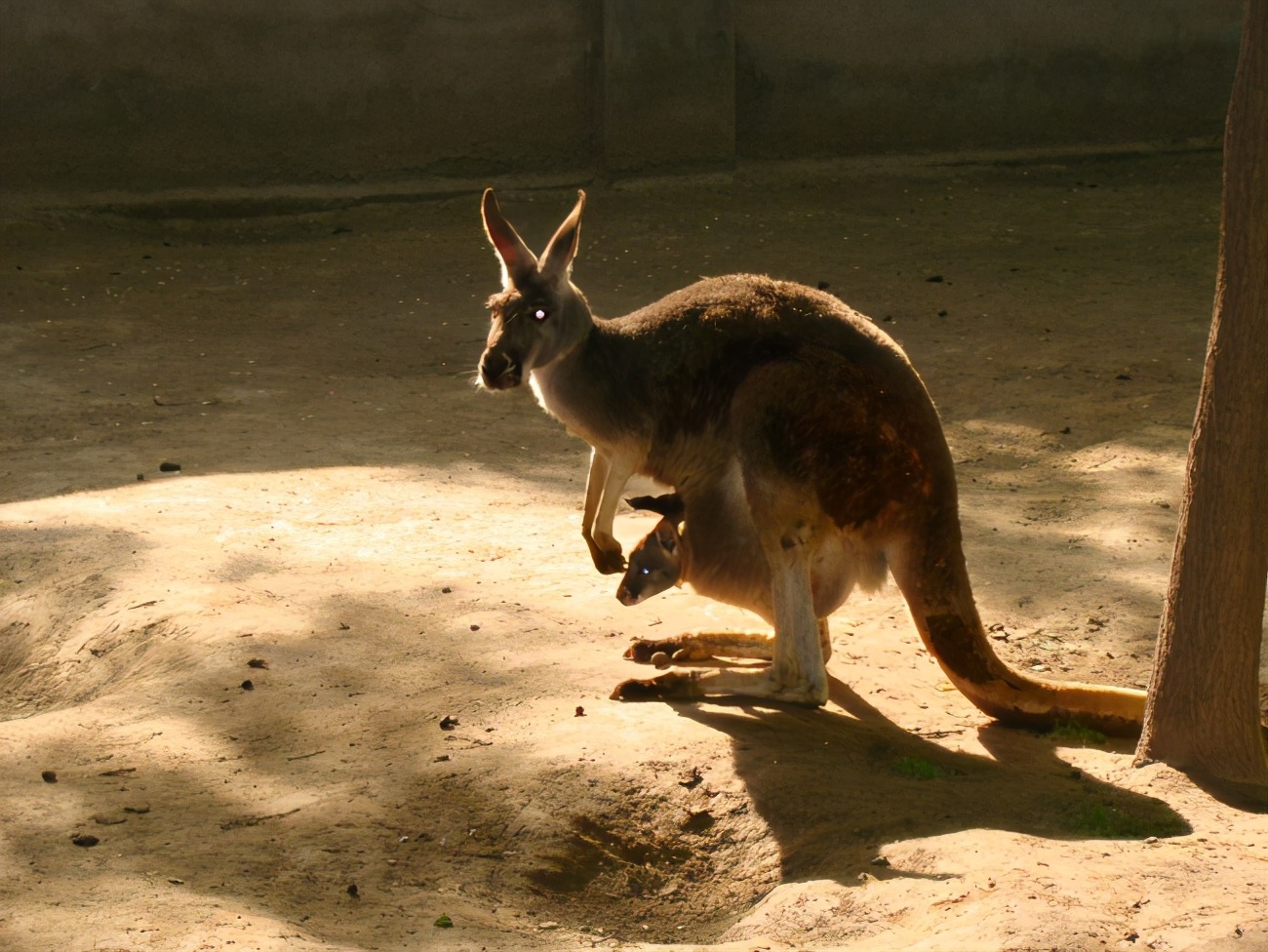 红大袋鼠：多亏了育儿袋，轻松带娃出门，旋转跳跃不停歇！