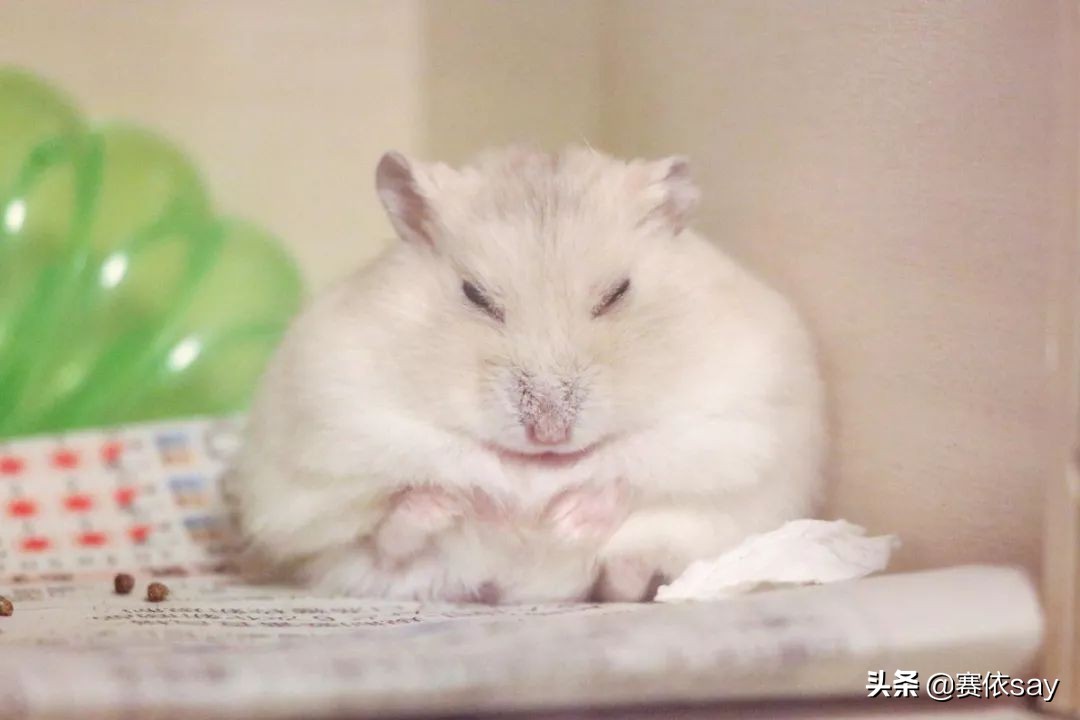 日本推主养了只小仓鼠，又团又圆的样子简直萌炸了！可爱到治愈！